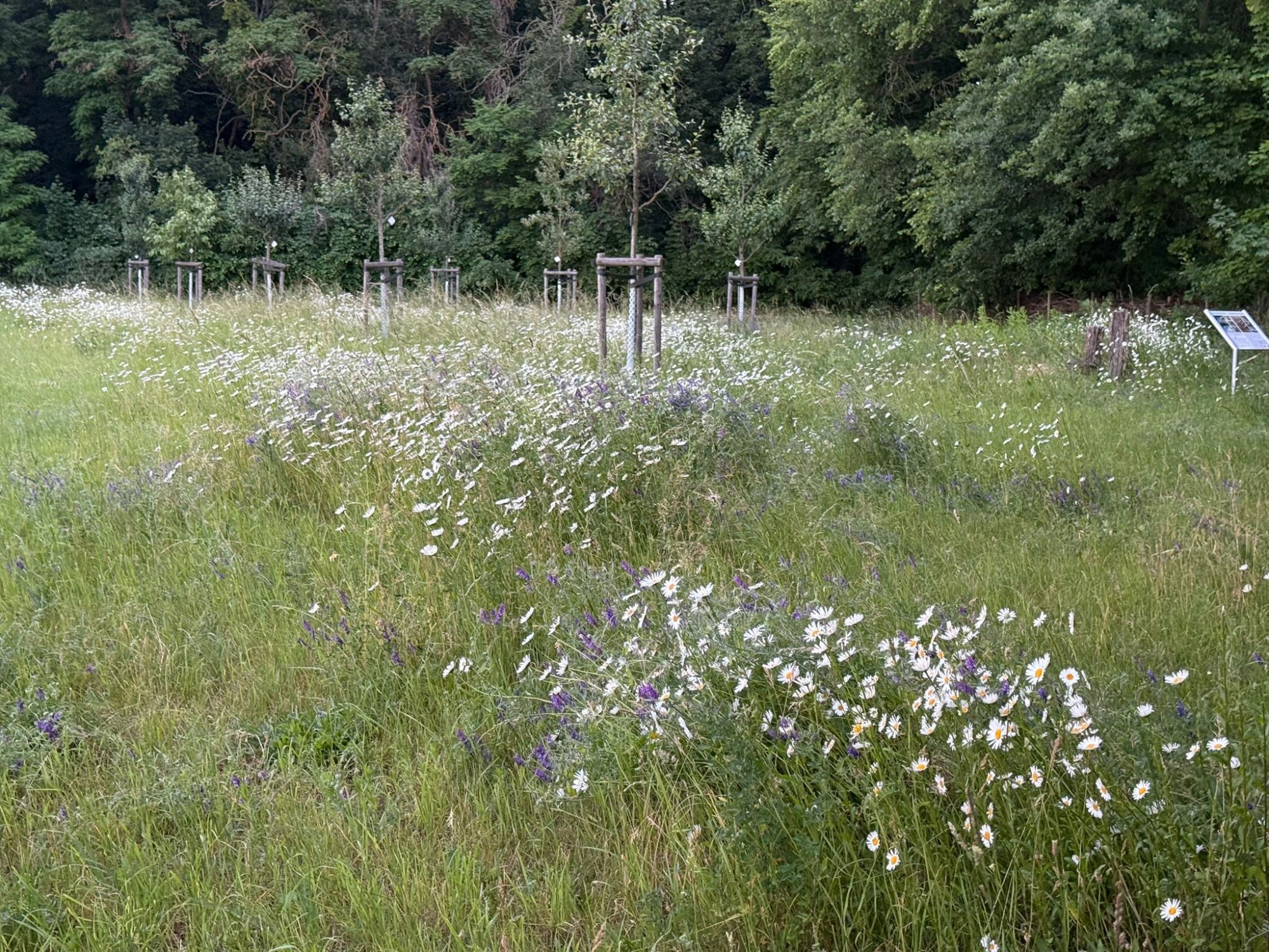 Die Streuobstwiese am Tonsee zur Margeriteblüte